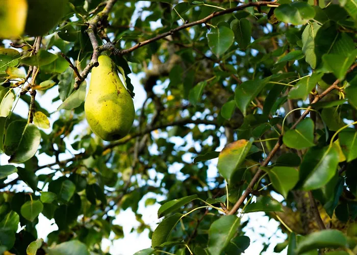 Роскошный шатер Tiny Winey House No 2 *