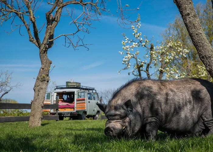 Tiny Winey House No 2 Роскошный шатер *