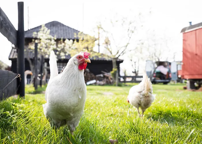 Tiny Winey House No 2 Zennewijnen